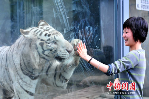 图:苏州动物园<em>白虎</em>牵手美女_新闻中心_新浪