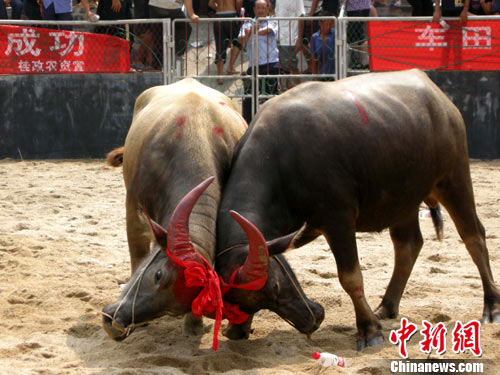 广西资源河灯歌节上演斗牛大赛