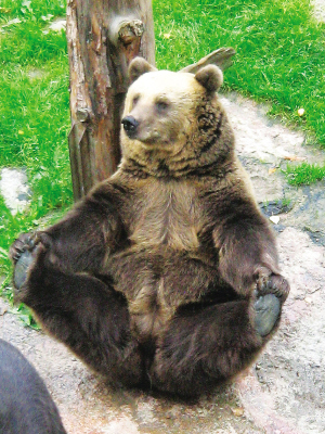 棕熊练瑜伽