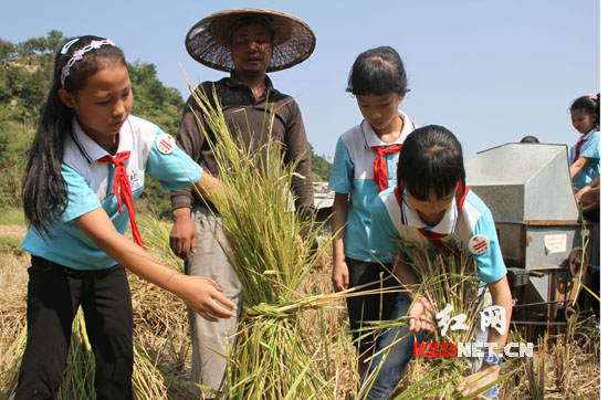 小学生课堂搬到田间 收割稻谷体验劳动艰辛