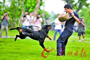 "追咬"训练中,罗威纳犬勇猛顽强.