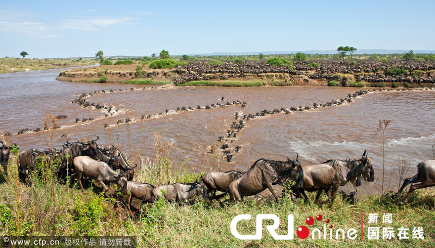 英国兄弟在非洲马拉河拍摄百万牛羚大迁徙(高