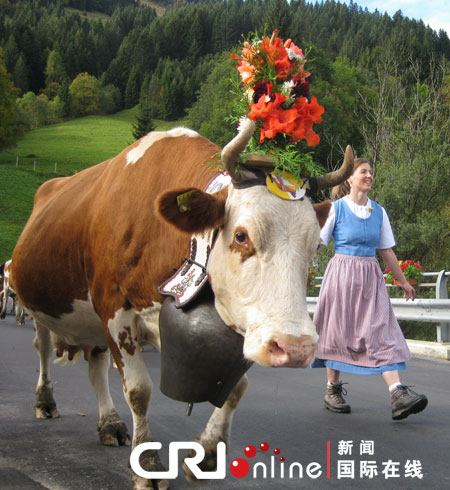 视频:瑞士山区举行赶牛下山活动(组图)