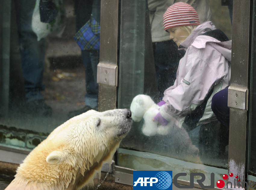 德国动物园一北极熊对 玩具熊 表达浓浓爱意(高