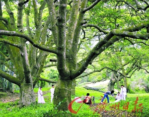 挂绿广场的西园挂绿母树有400多年历史.