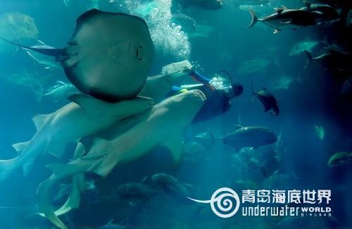 青岛海底世界给力 元旦推出美人鱼升级版表演