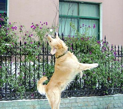 �Ը�����Ԫ����