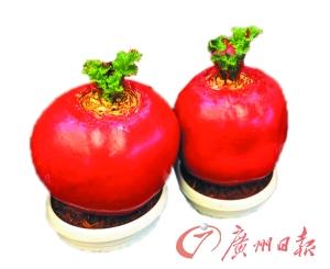 ���ܲ�ҡ�����껨