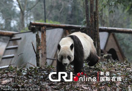 ����è"����""����"����������������չ�����о�