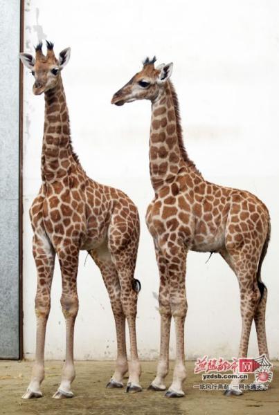 动物园双胞胎长颈鹿渴望游客给起个响亮名字