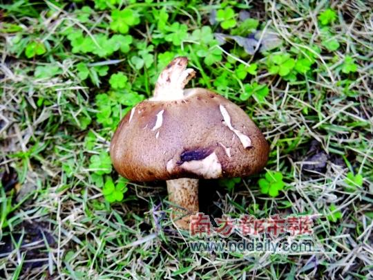 双梗菇