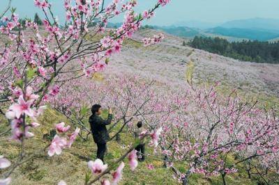 ��Χɽ���һ�ʢ��