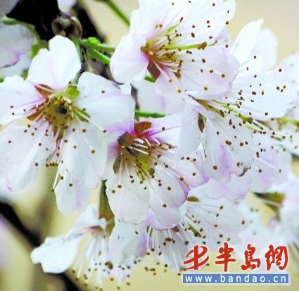 青岛城阳赏花会8日开幕 14条线路等市民来赏花