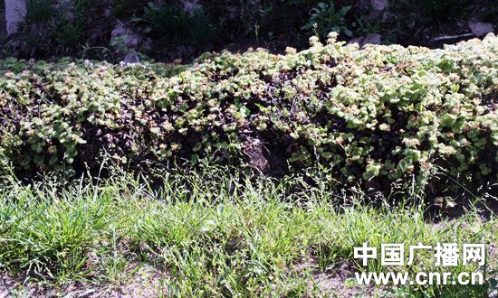 药用植物总汇 走进华中药用植物园