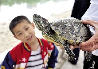 好大一只巴西龟哦