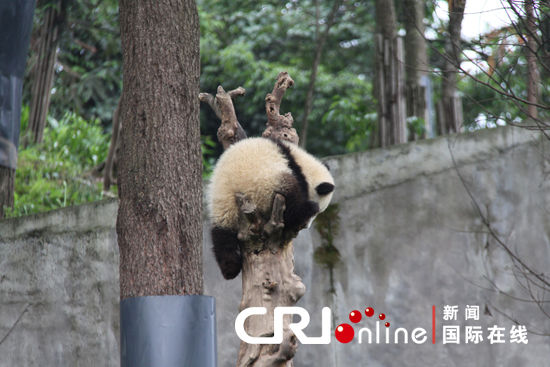 在四川省雅安市碧峰峡熊猫基地的一只大熊猫正在树上玩耍.