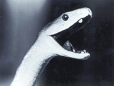 女子养75条毒蛇当宠物 驯蛇不当反遭攻击身亡