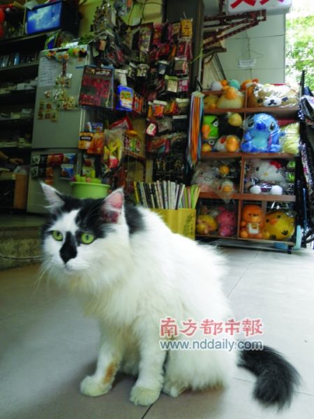 文具店的形象代言猫