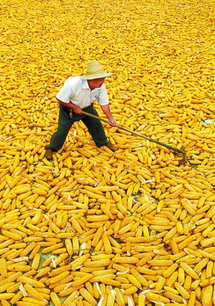 三秋时节农事忙_新闻中心_新浪网