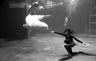 ����ݰ׾���������