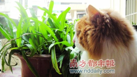 ���ֲ˲���ͨ��ֻ����è�峦θ