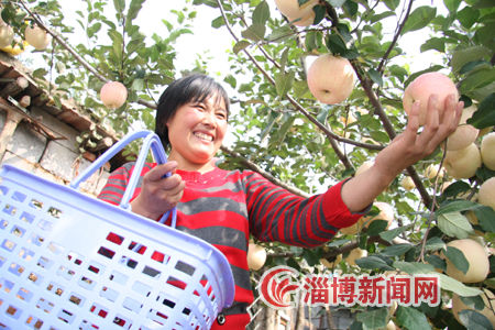 沂源:苹果经济书写农民致富传奇