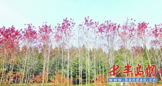 种植过密遭病虫侵害 秋红枫今年大多好景不再