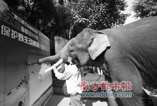 保护动物画海报 万元大奖等你拿