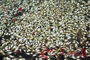 顺德景观河现数千死鱼
