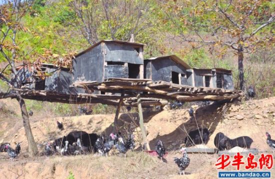 架在空中的小房子是专供贵妃鸡练习跳高用的.