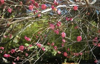 红花悄悄上枝头武陵梅花季提早登场