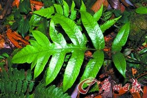 珍稀蕨类植物重现广东