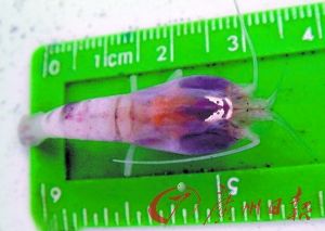 �����Ϻ����450��