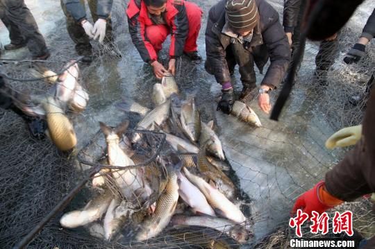 新疆博斯腾湖开始冰下捕鱼 首个渔网面积六千