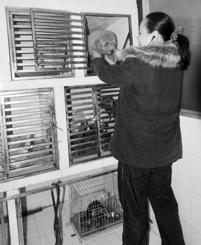 春节期间不少宠物“求包养”