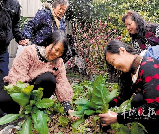 新年摘菜