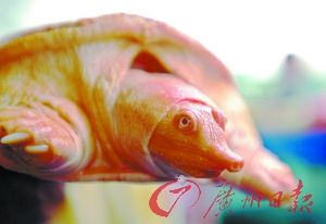 �����⾫��ι�����������˻���