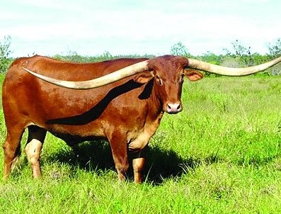 得克萨斯长角牛长着2.768米犄角 创世界纪录