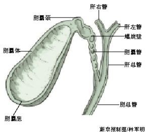 熊去氧高中溶石不证明就读v高中(1)胆酸取代手术图片