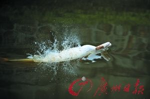 ����ӿ�������׺��࣡