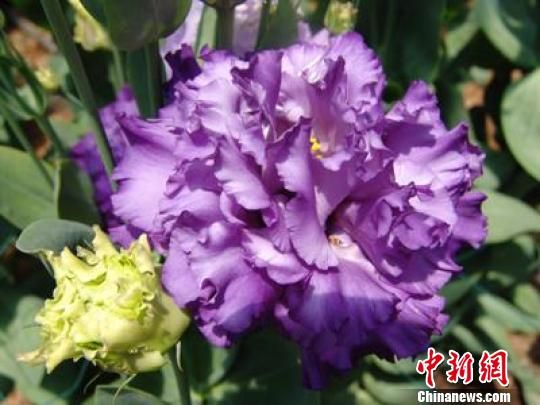 洋桔梗有望成为云南第五大鲜切花品种