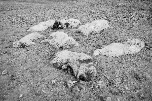 4ֻҰ��ҹ��ɽ�塰���ס�