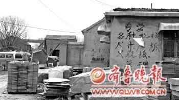 优质“济南青”遭滥采贱卖