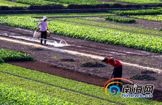 海南农民种植瓜菜效益大增 亩均利润增加超七