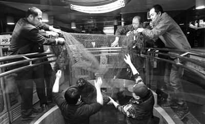 三只饭店海豹“移居”海底世界