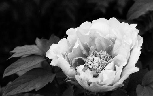 ��ɫ����