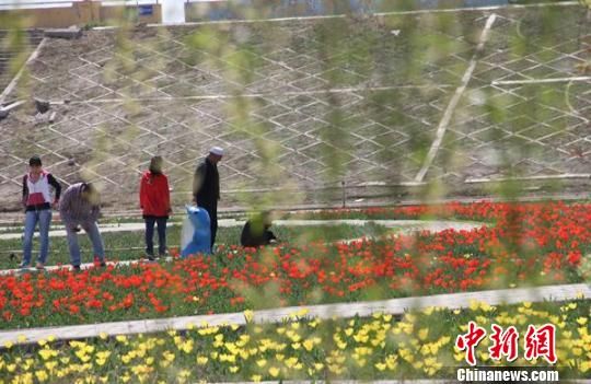 新疆将举办第七届郁金香节150万株鲜花迎游客