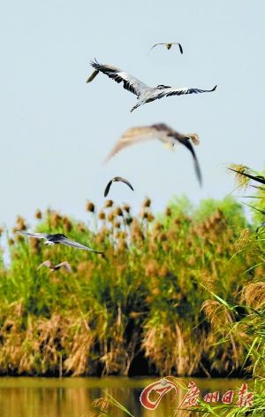 南沙湿地扩容候鸟厌倦漂泊