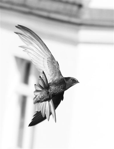 �ú�԰�����ཨ���䡰����֤��