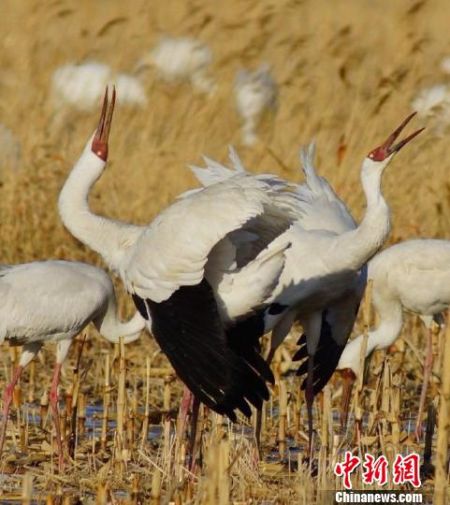 �������ⱻ���衰�й��׺�֮�硱